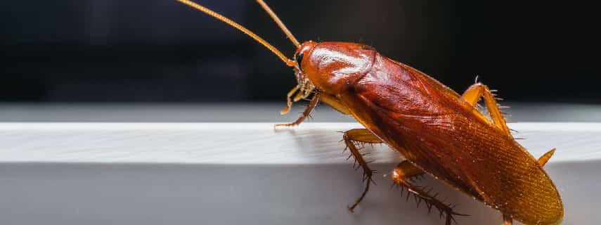 Cockroach Control Rockville