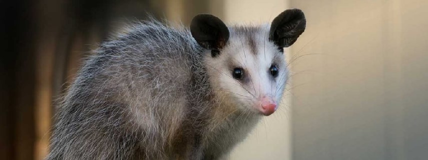 Possum Removal Tamborine Mountain