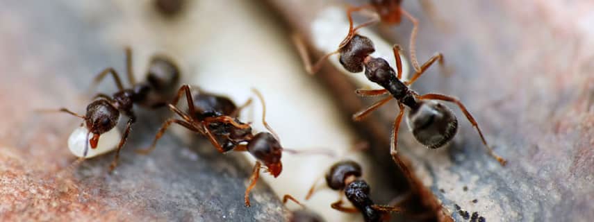 Ant Control Lamington National Park