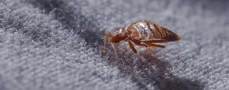 Bed Bug Control Ravensbourne