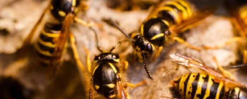 Bee Wasp Removal Glen Esk