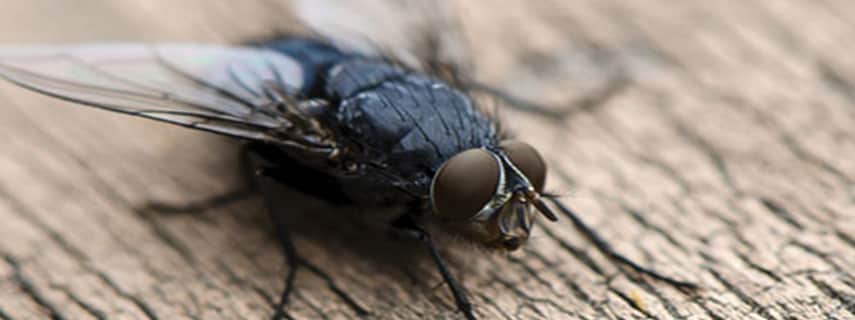 Flies Control Kings Forest