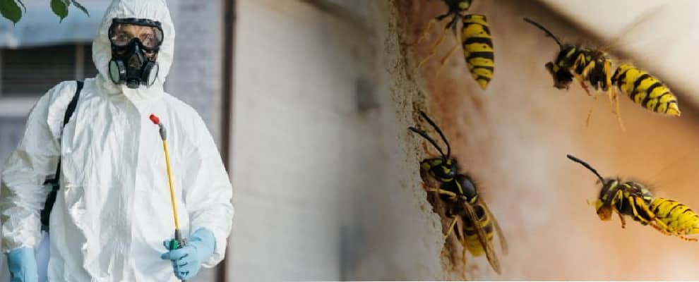 Pest Control Wasp Removal Mundoo Island