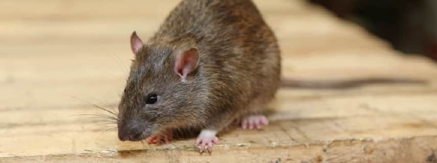 Rodent Control Brisbane