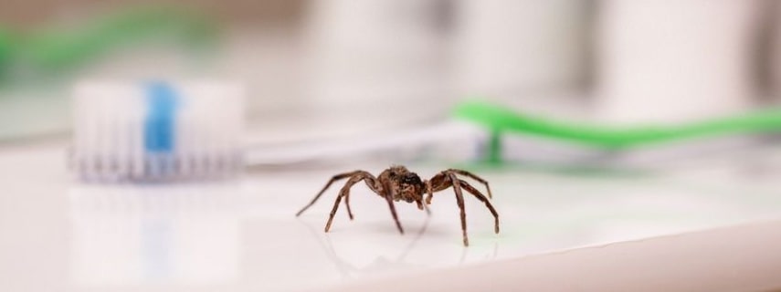 Spider Control Larapinta