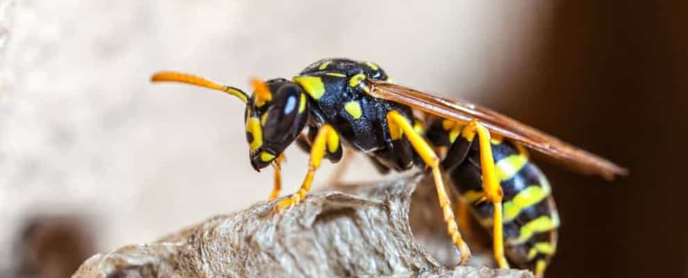 Wasp Control Point Cook