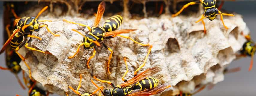 Wasp Removal Canungra