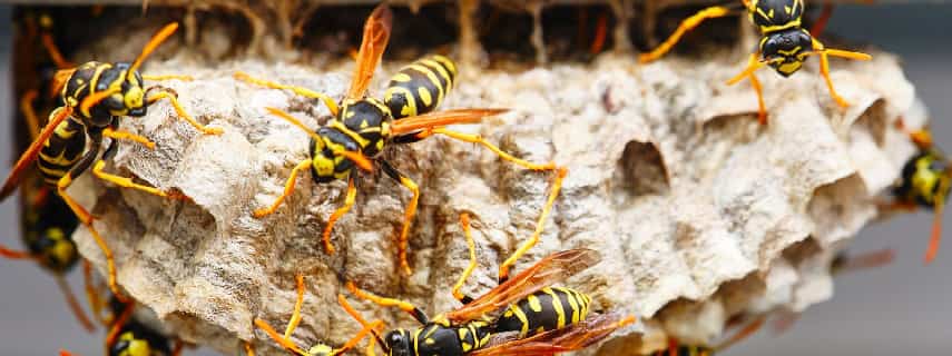 Wasp Removal Brisbane