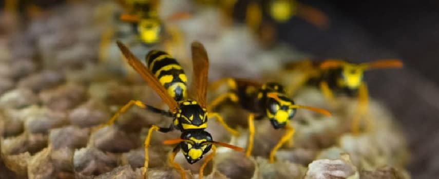 Wasp Removal In Shoalwater