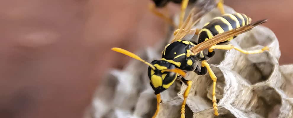 Wasp Removal Lethbridge Park
