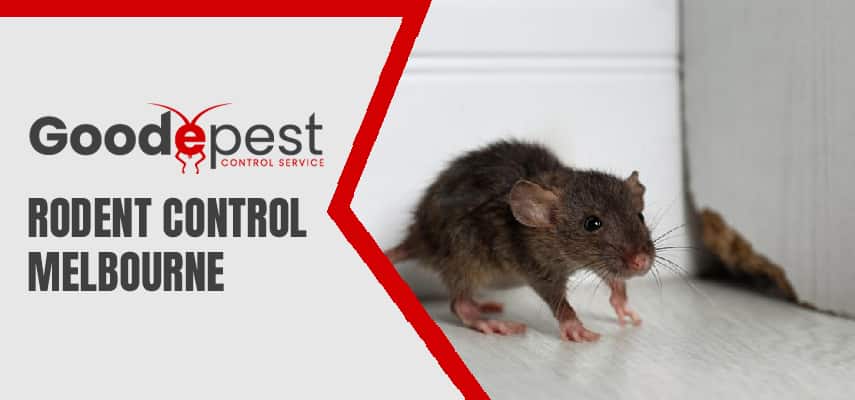 Rodent Control Melbourne