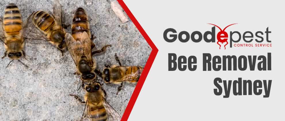 Bee Removal In Sydney