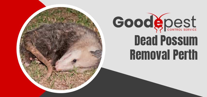  Dead Possum Removal In Woodbridge