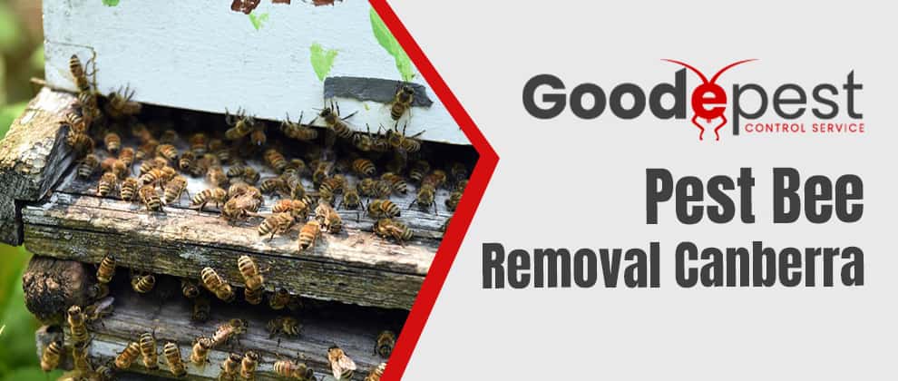 Pest Bee Removal In Canberra