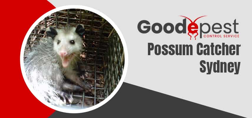 Possum Catcher In Middle Dural