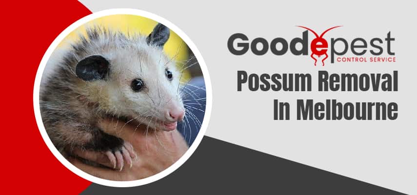Possum Removal Experts In Melbourne
