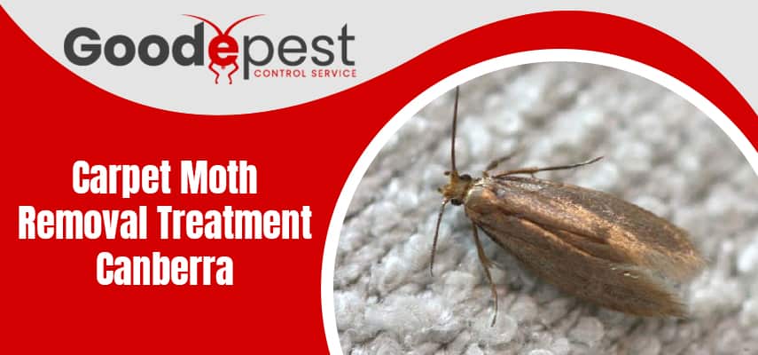 Carpet Moth Removal Treatment Service Canberra