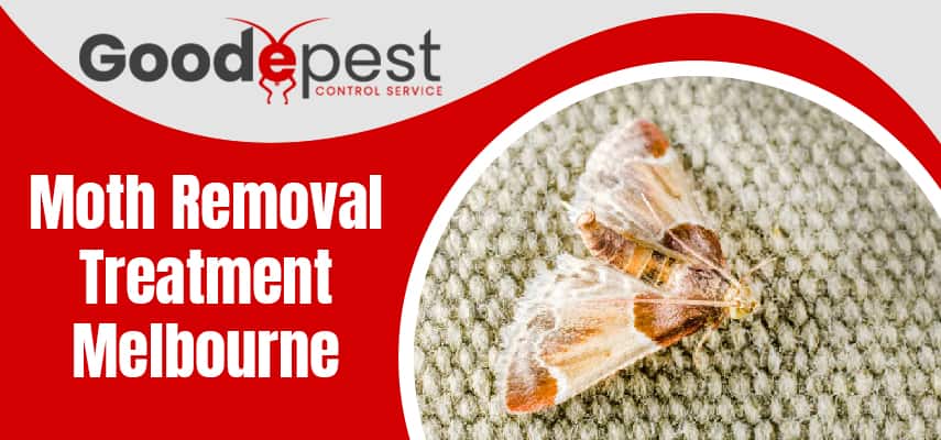 Moth Removal Treatment Service Melbourne