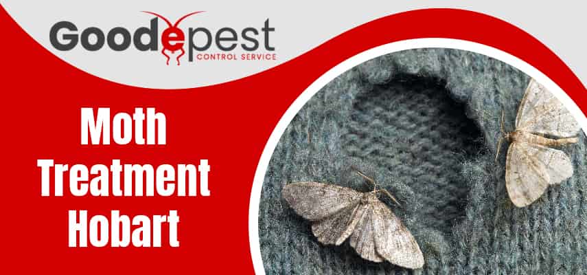 Moth Treatment Service Hobart