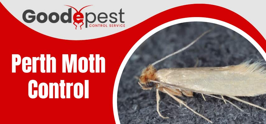 Perth Moth Control Service