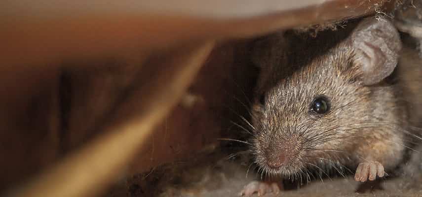 Rat And Mice Removal Service In Canberra