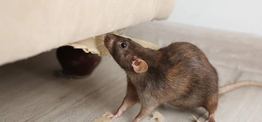 Rat And Mice Removal Service In Hobart