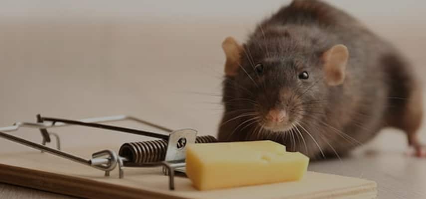 Rodent Control Service in Sydney