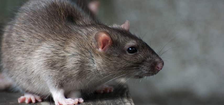 Rodent Removal Service Adelaide