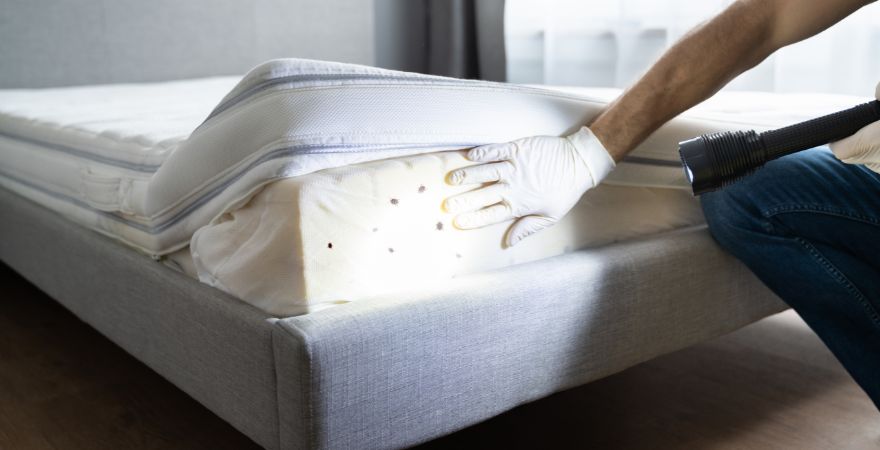 Bed Bug Services in Australia