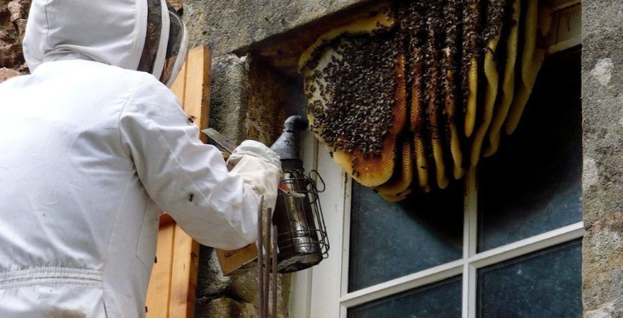 Bee Removal Services