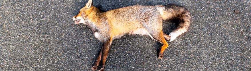 Dead Animal Removal Experts