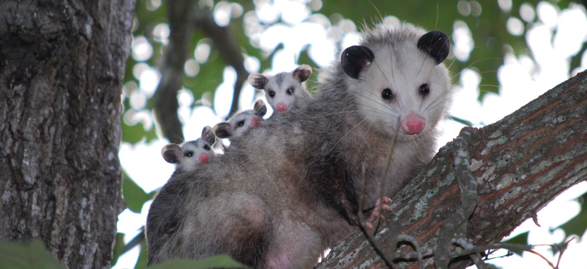 Possum Removal