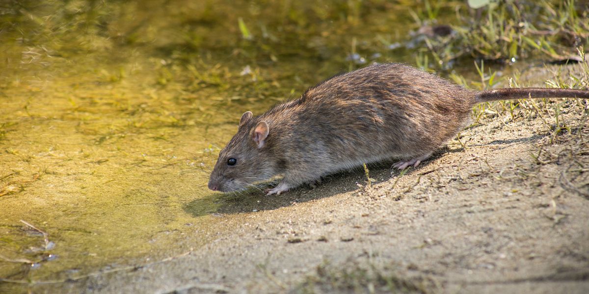 Rodent Control