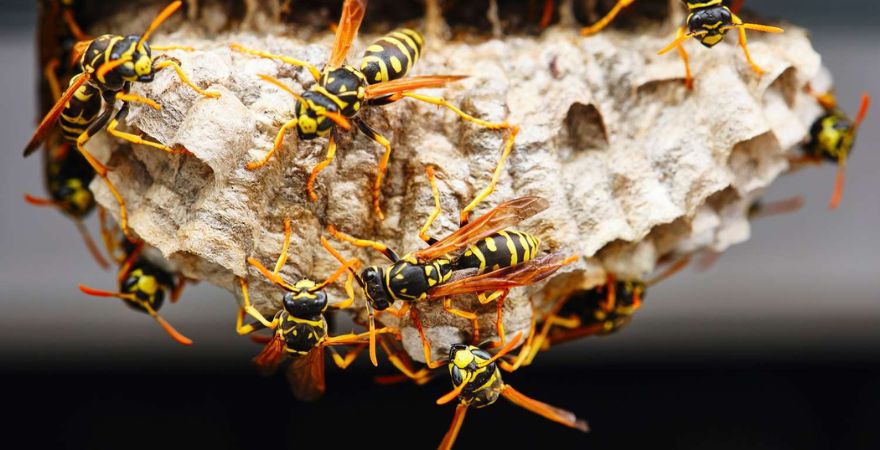 Wasp Control Experts