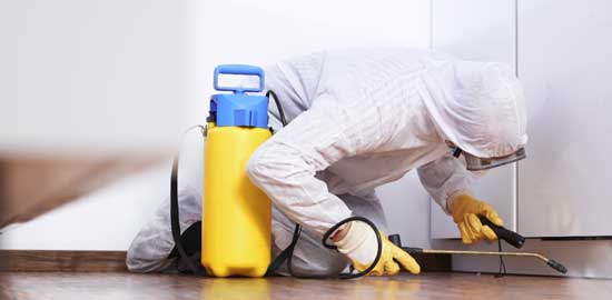 pest-control-services